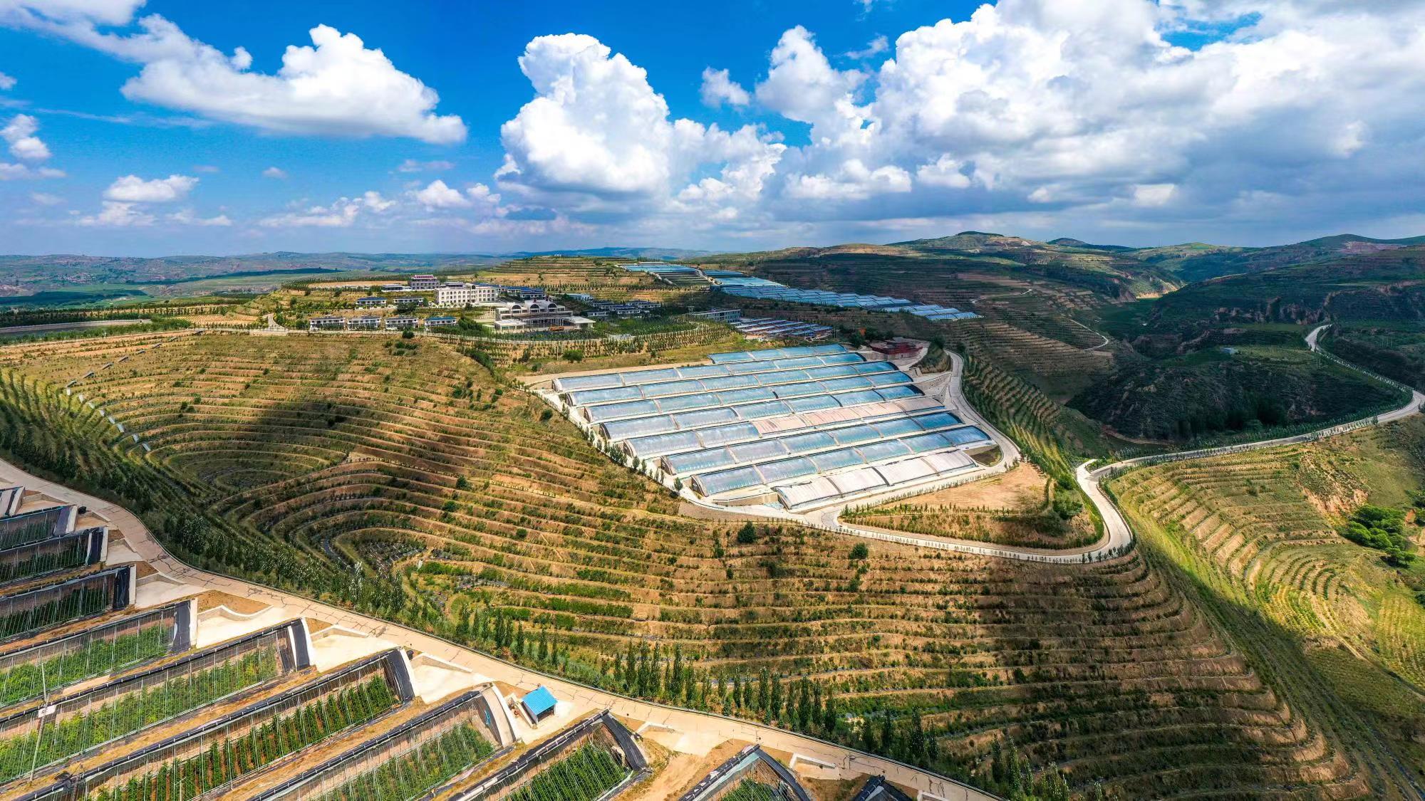 榆嶺窊村豐禾農(nóng)場(chǎng)的果蔬大棚。