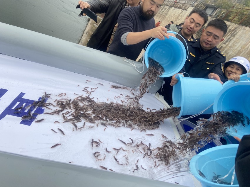 放流活動現(xiàn)場。宜賓市廣播電視臺供圖