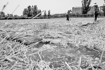 連日來,黃淮海持續(xù)高溫少雨,部分地區(qū)旱情仍在發(fā)展。圖為山東省肥城市通過蓄引提調(diào)相結(jié)合的辦法,多措并舉搶灌溉、保苗情。 新華社發(fā)