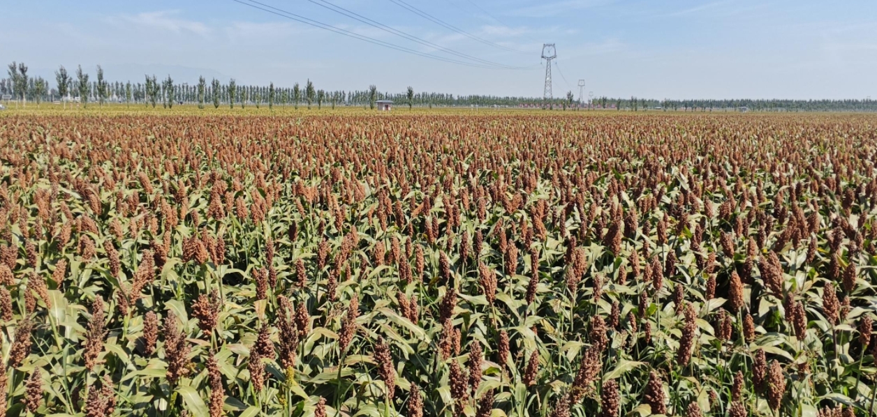 “汾享杏?！爆F(xiàn)代農(nóng)業(yè)科技示范園。郝建攝