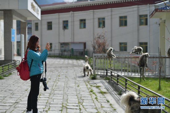 （社會(huì)）（1）西藏亞?wèn)|：人與猴子和諧相處