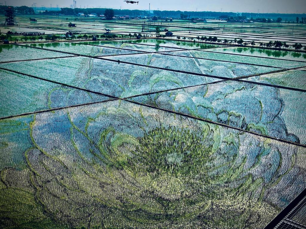 國色山河主題稻田畫。人民網(wǎng)記者 任妍攝