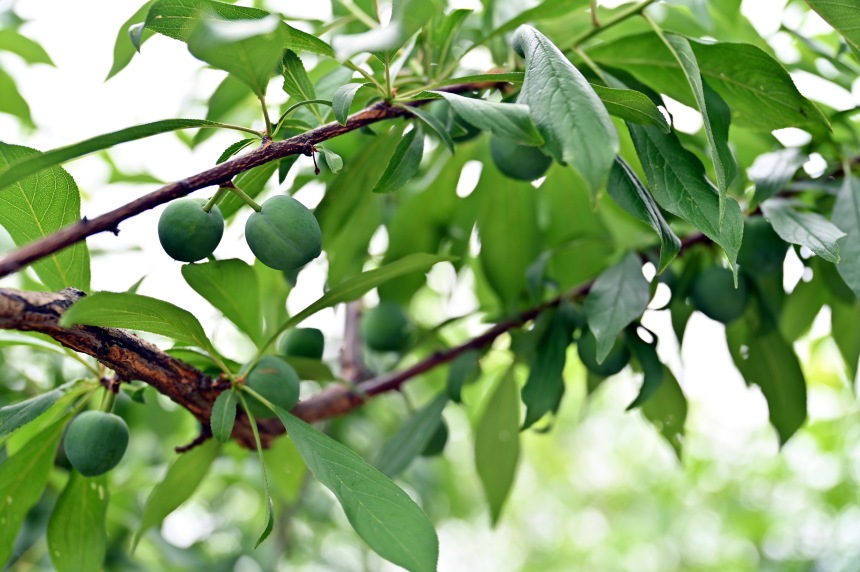 巫山縣曲尺鄉(xiāng)柑園村的脆李樹掛滿青果。鄒樂攝