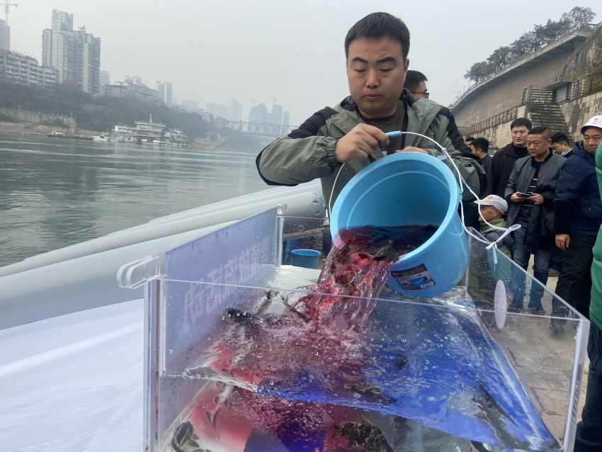 放流活動現(xiàn)場。宜賓市廣播電視臺供圖