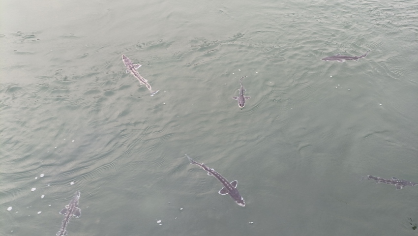 珍稀魚種——長江鱘。宜賓市廣播電視臺供圖