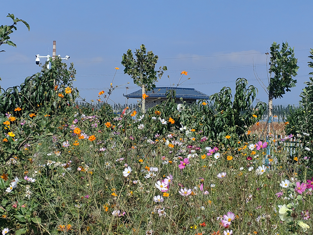西馬寨村休閑小廣場。人民網(wǎng)記者 趙芳攝